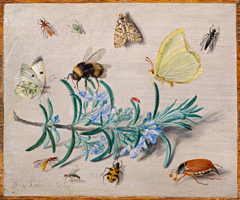 Jan van Kessel, 'Insects and a Sprig of Rosemary', 1653, oil on panel