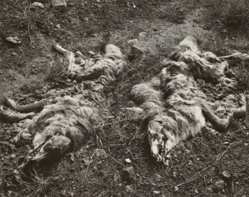 Sommer, Coyotes, 1941
