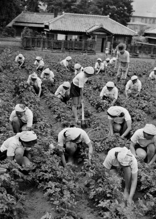 Photograph of a agricutlure workers wearing white outfits and white head coverings picking produce
