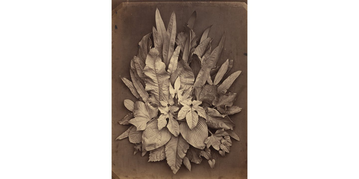 Charles Aubry, "Untitled [A Study of Leaves]"