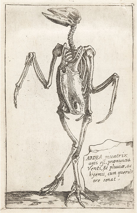 Teodoro Filippo di Liagno, "Skeleton of a Heron"