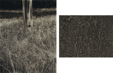 Stieglitz, Grass and Flagpole, 1933 and Sommer, [Grass and Ground], 1935