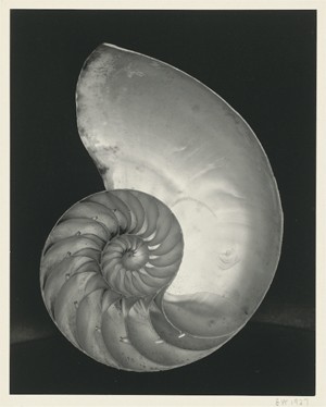 Edward Weston, Shell, 1927