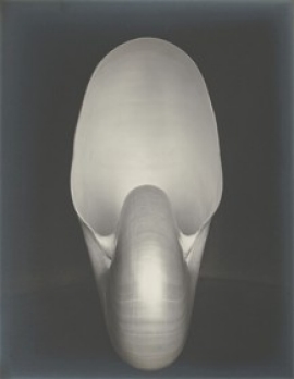 Edward Weston American, 1886–1958 Shell 1 (Nautilus), 1927 Gelatin silver print National Gallery of Art, Washington, Gift of Agnes S. Wolf