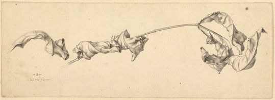 Julius Schnorr von Carolsfeld, German (1794–1872) 'A Branch with Shriveled Leaves', 1817 pen and black ink over graphite on wove pape. Private collection