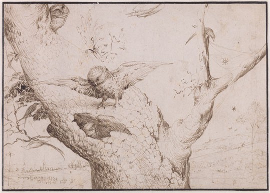 Hieronymus Bosch, The Owl's Nest, c. 1505/1515, pen and brown ink on paper, laid down. Museum Boijmans Van Beuningen, Rotterdam