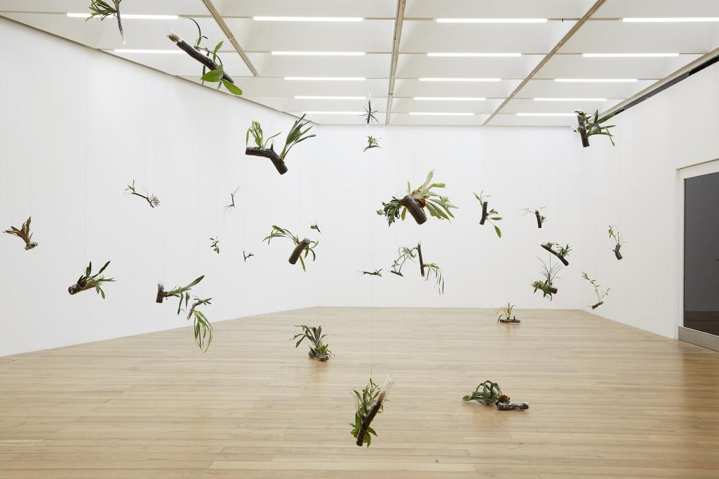 white walled gallery space with orchids hanging