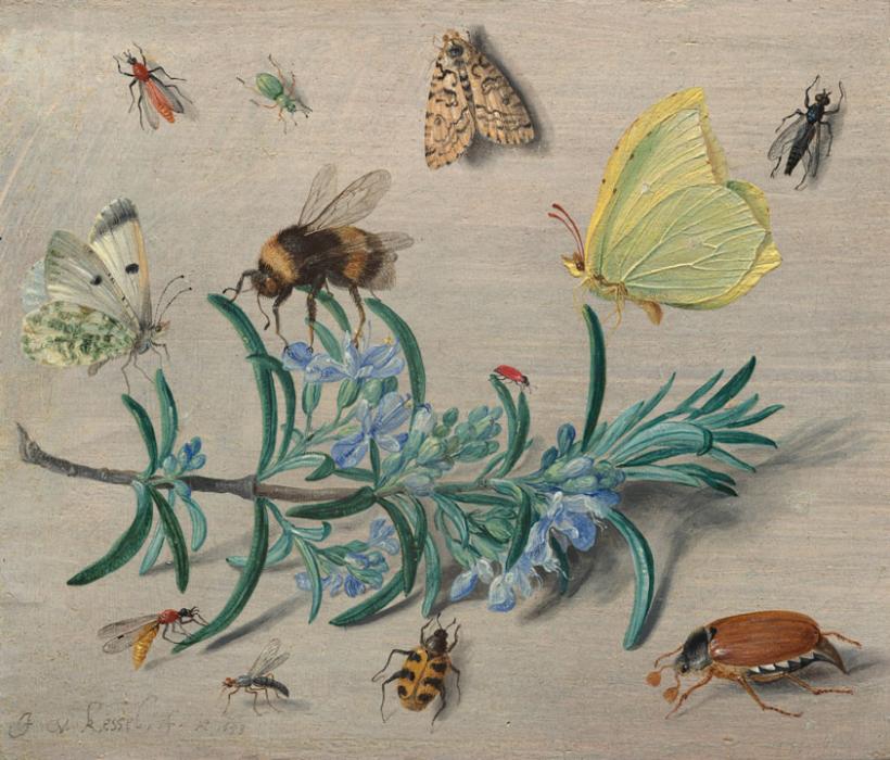 image: Jan van Kessel the Elder (artist), Insects and a Sprig of Rosemary (title)