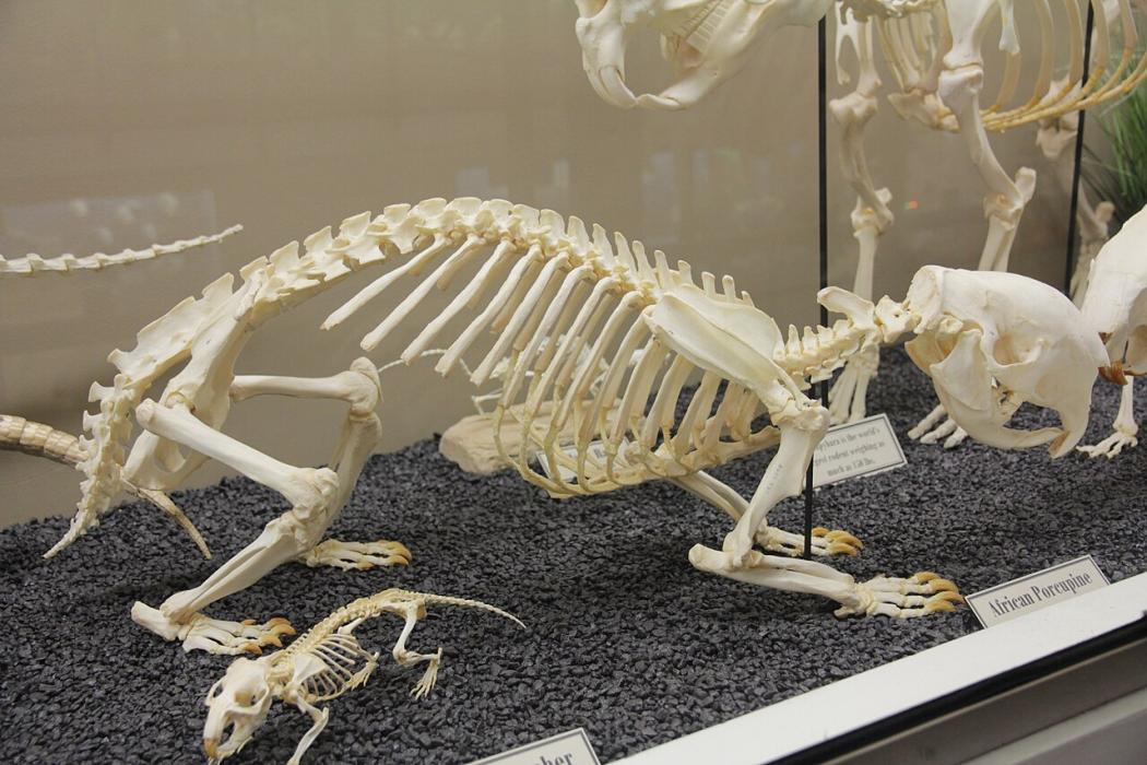 A photo shows an animal skeleton standing on four feet in a glass case.