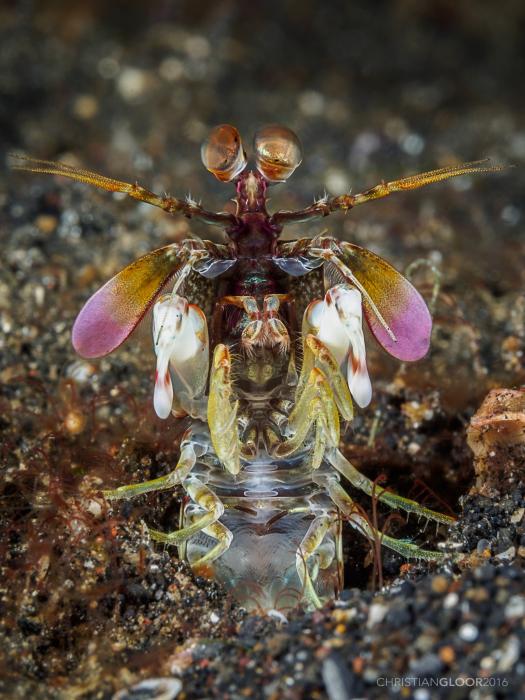 A photograph shows a mantis shrimp emerging upwards from a sea of tiny pebbles. 