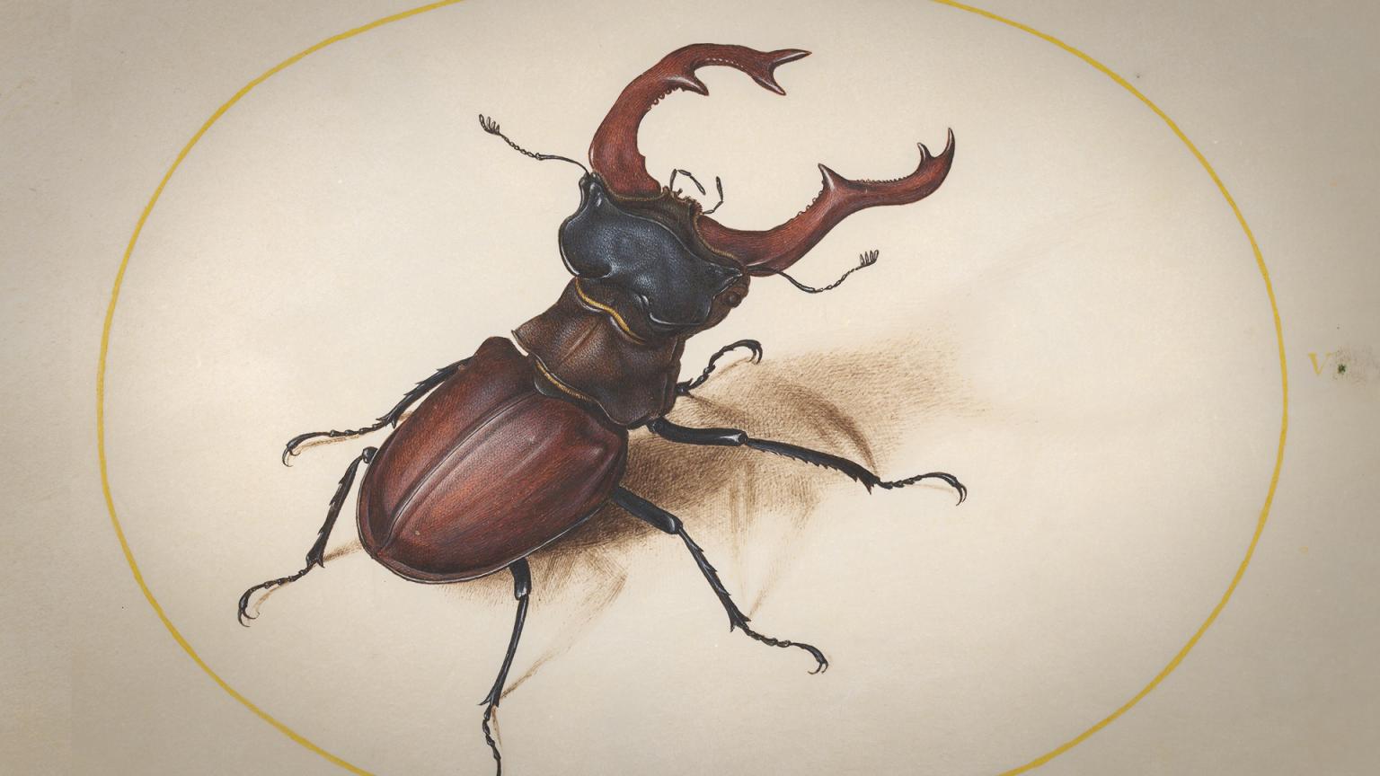 Joris Hoefnaegel's watercolor drawing of a stag beetle