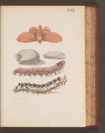 scanned book page showing stages of caterpillar evolution
