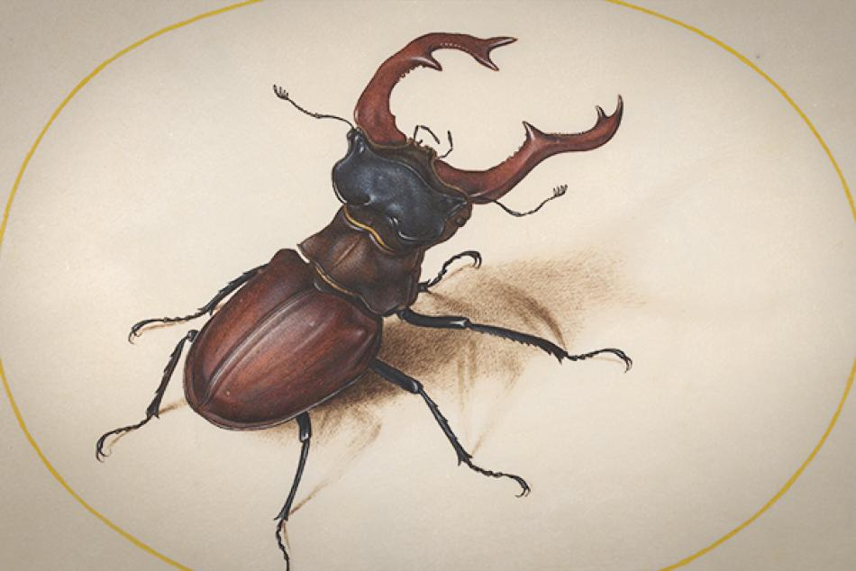 A detailed watercolor drawing of a stag beetle encircled in a gold halo