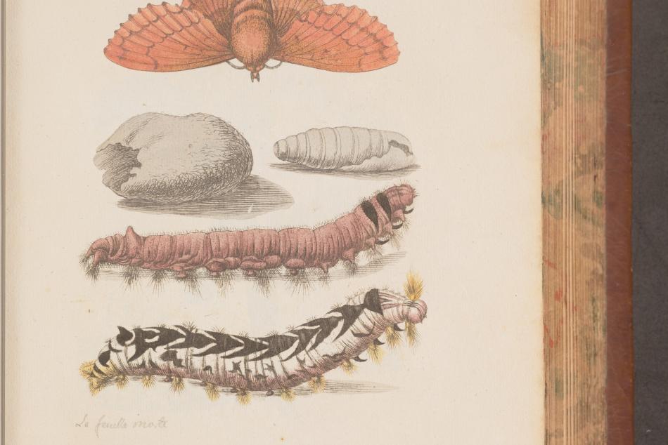 scanned book page showing stages of caterpillar evolution