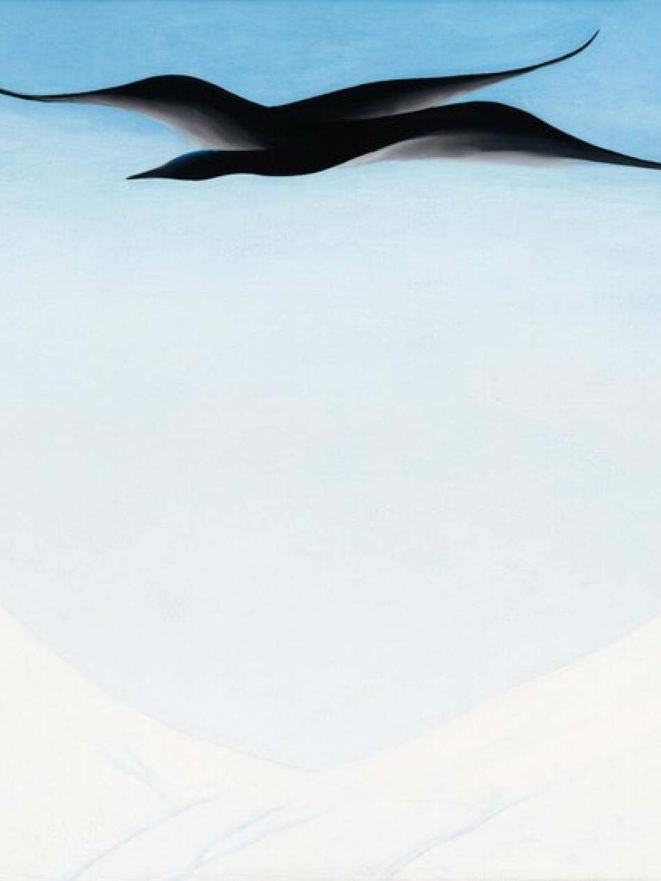 A black bird in flight