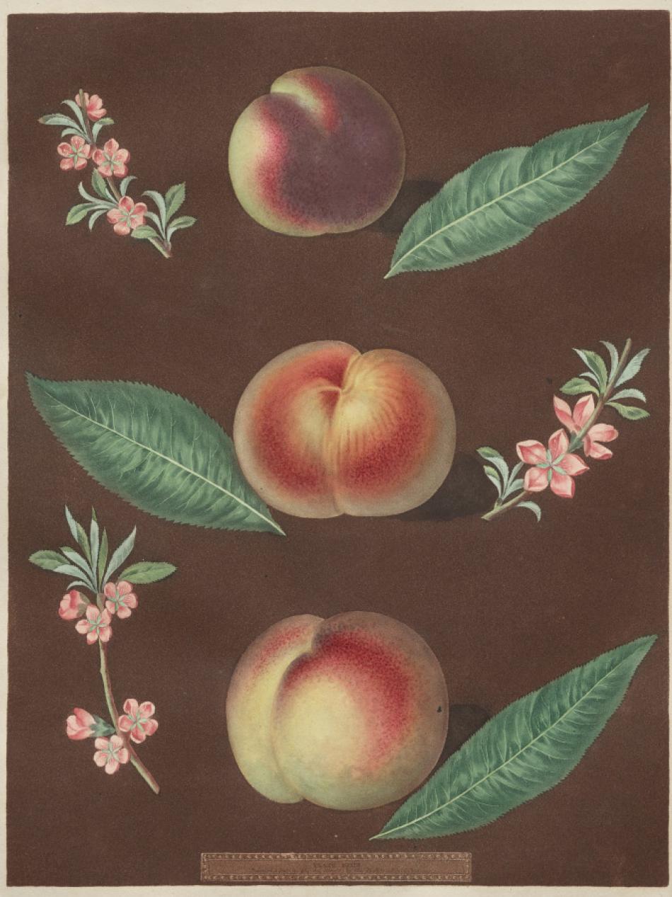 This very realistic painting depicts three peaches. Each has leaves around it.