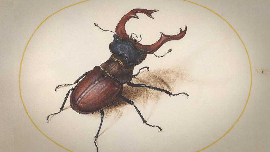 Joris Hoefnaegel's watercolor drawing of a stag beetle