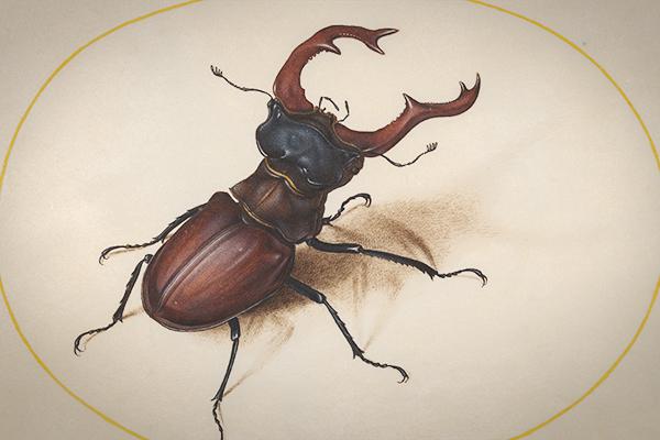 A detailed watercolor drawing of a stag beetle encircled in a gold halo
